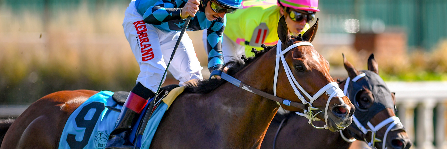 Stormy Liberal - 18 BC Turf Sprint - Saratoga