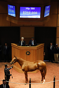 fasig-tipton october sale american pharoah colt