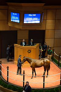 the october sale 2018 elusive quality colt